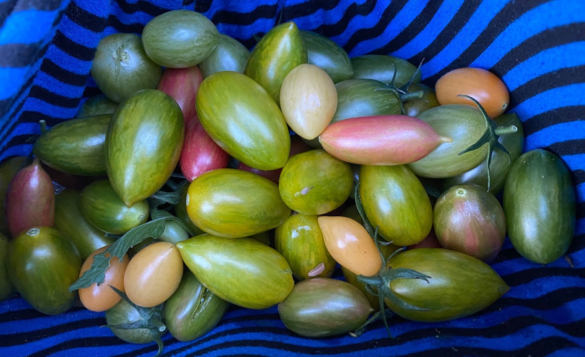 tomato harvest