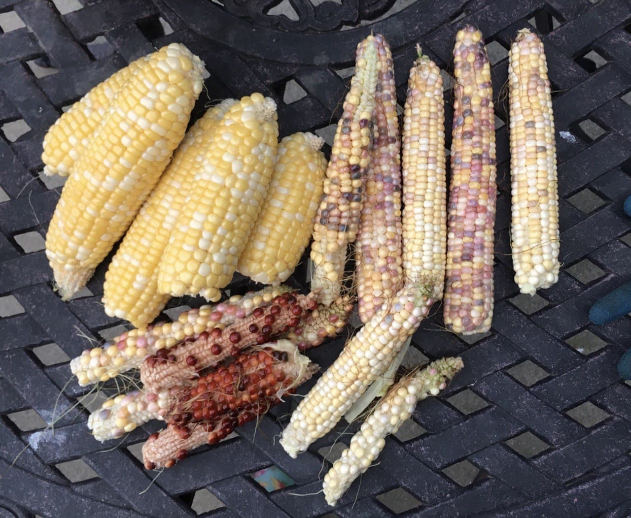 Corn Harvest Aug zone 5