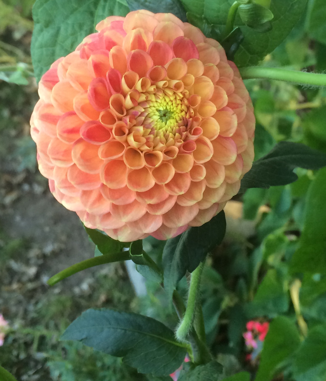 L.A.T.E. dahlia