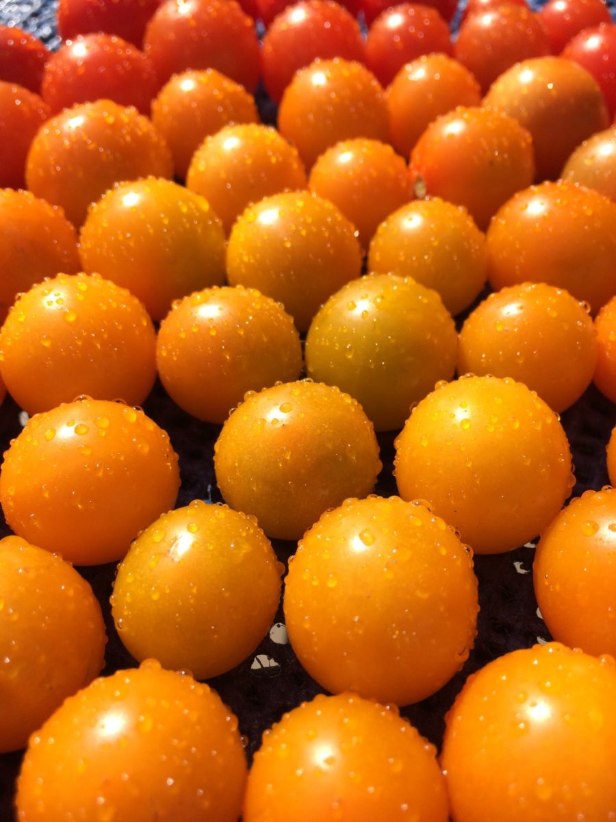 Sea of Orange Cherry Tomatoes