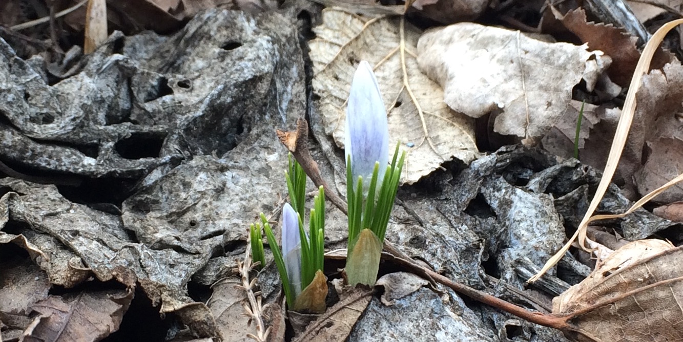 crocus photo credit C.Elisabeth