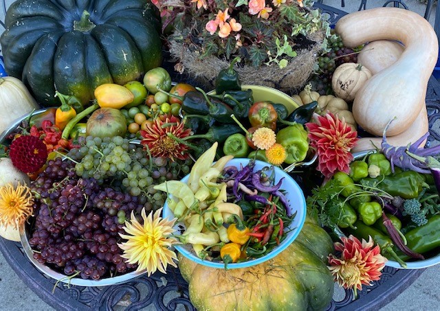 Harvest including Bourdain squash the Musquee De Provence