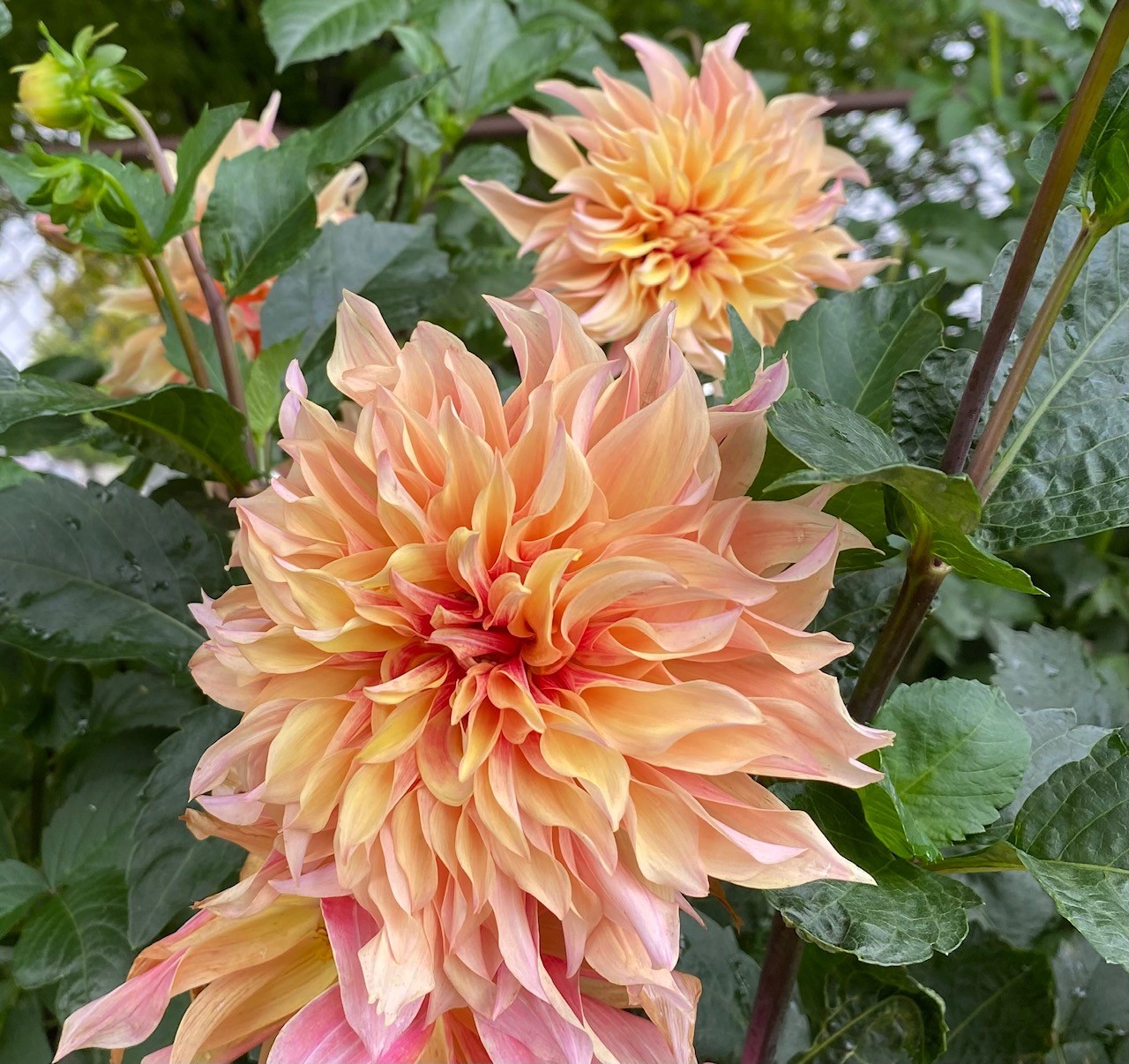 labyrinth dahlia zone 5