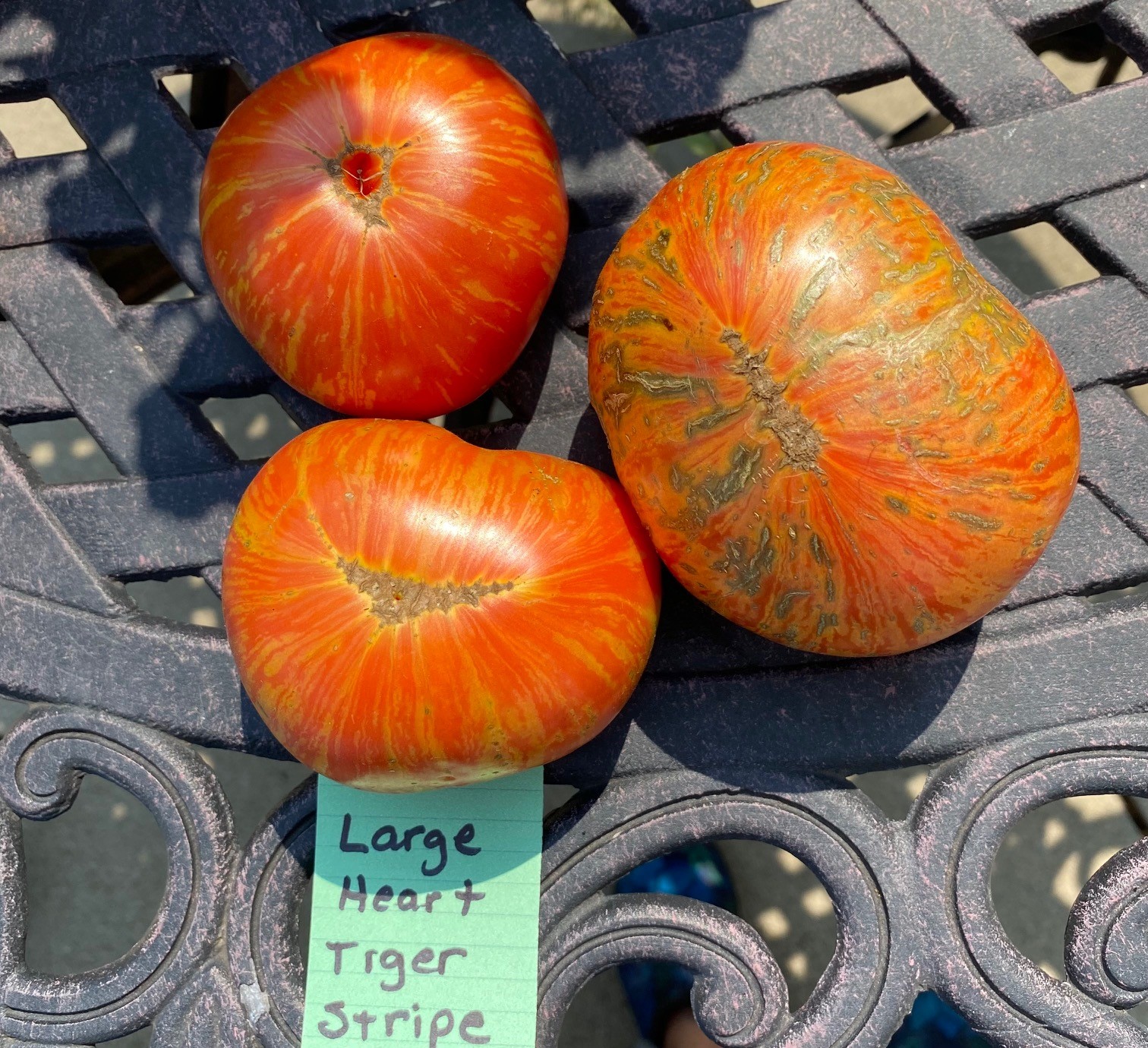 large heart tiger stripe tomato renaissance seeds of love