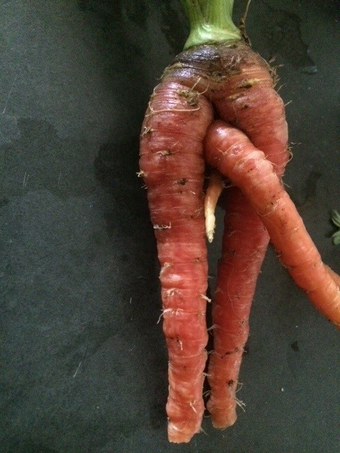 naughty dirty carrot