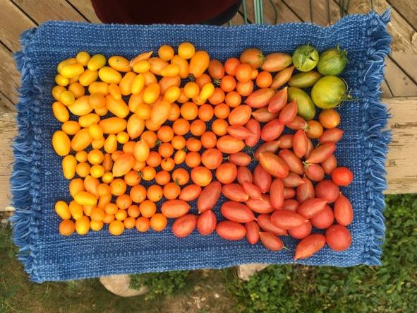 Cherry Tomatoes - photo credit CElisabeth at 8th Deadly Sin ORG