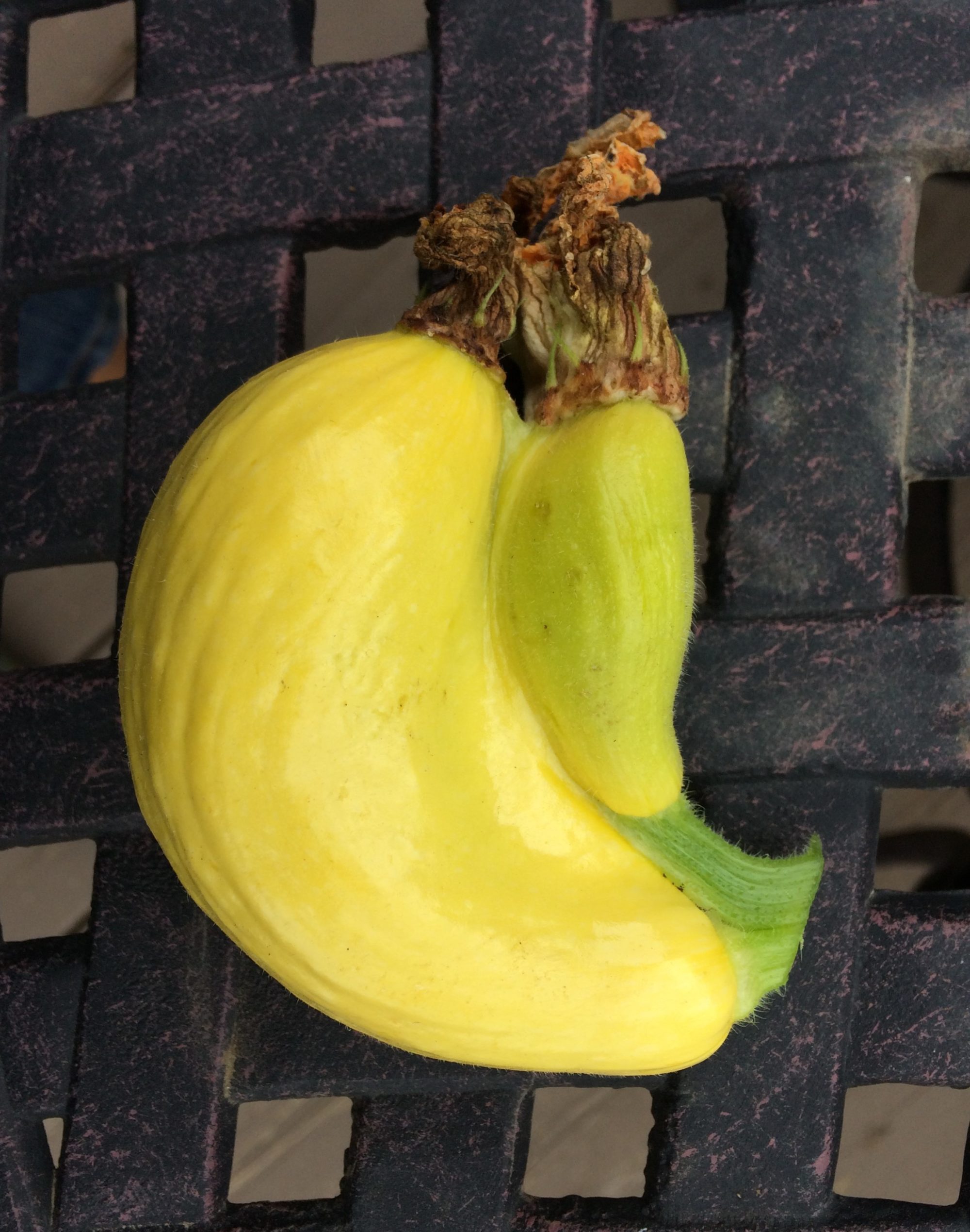 Fused Yellow Squash - photo credit C.Elisabeth at 8th Deadly Sin