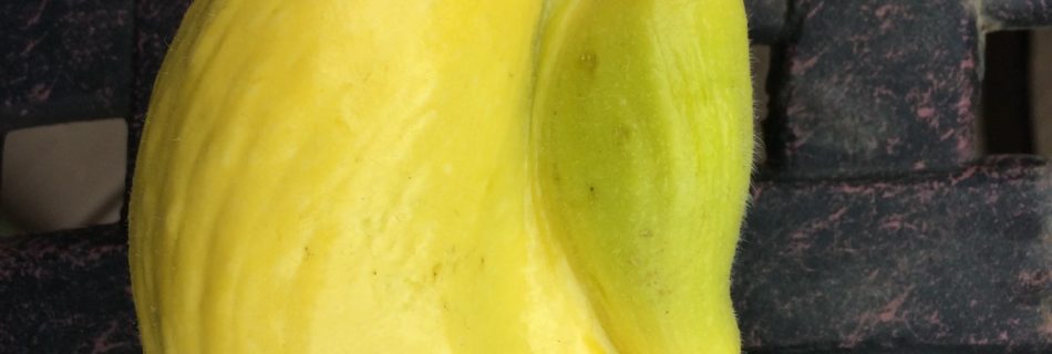 Fused Yellow Squash - photo credit C.Elisabeth at 8th Deadly Sin