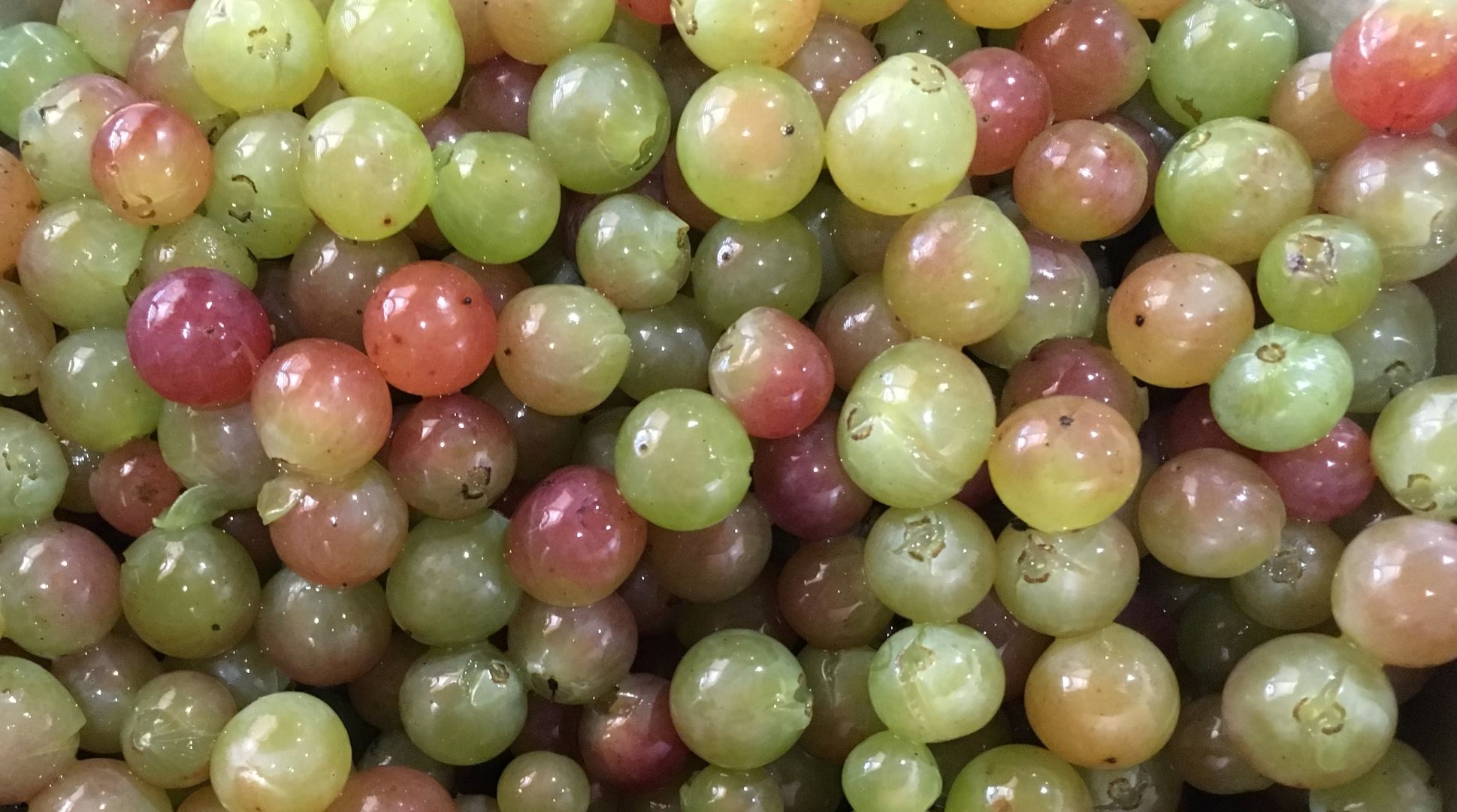 Grapes Colorful