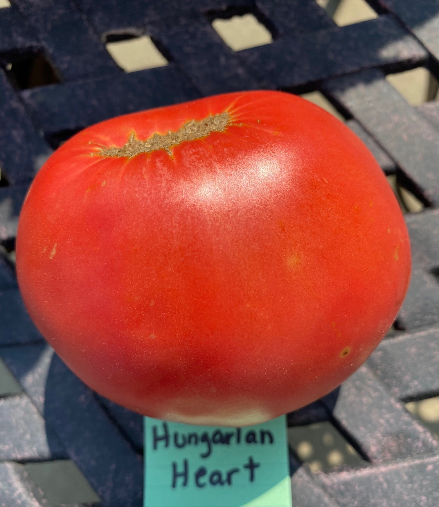 Hungarian heart tomato - photo credit C.Elisabeth at 8th Deadly Sin
