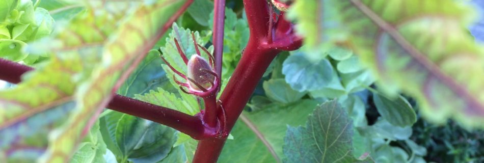 Okra Plant