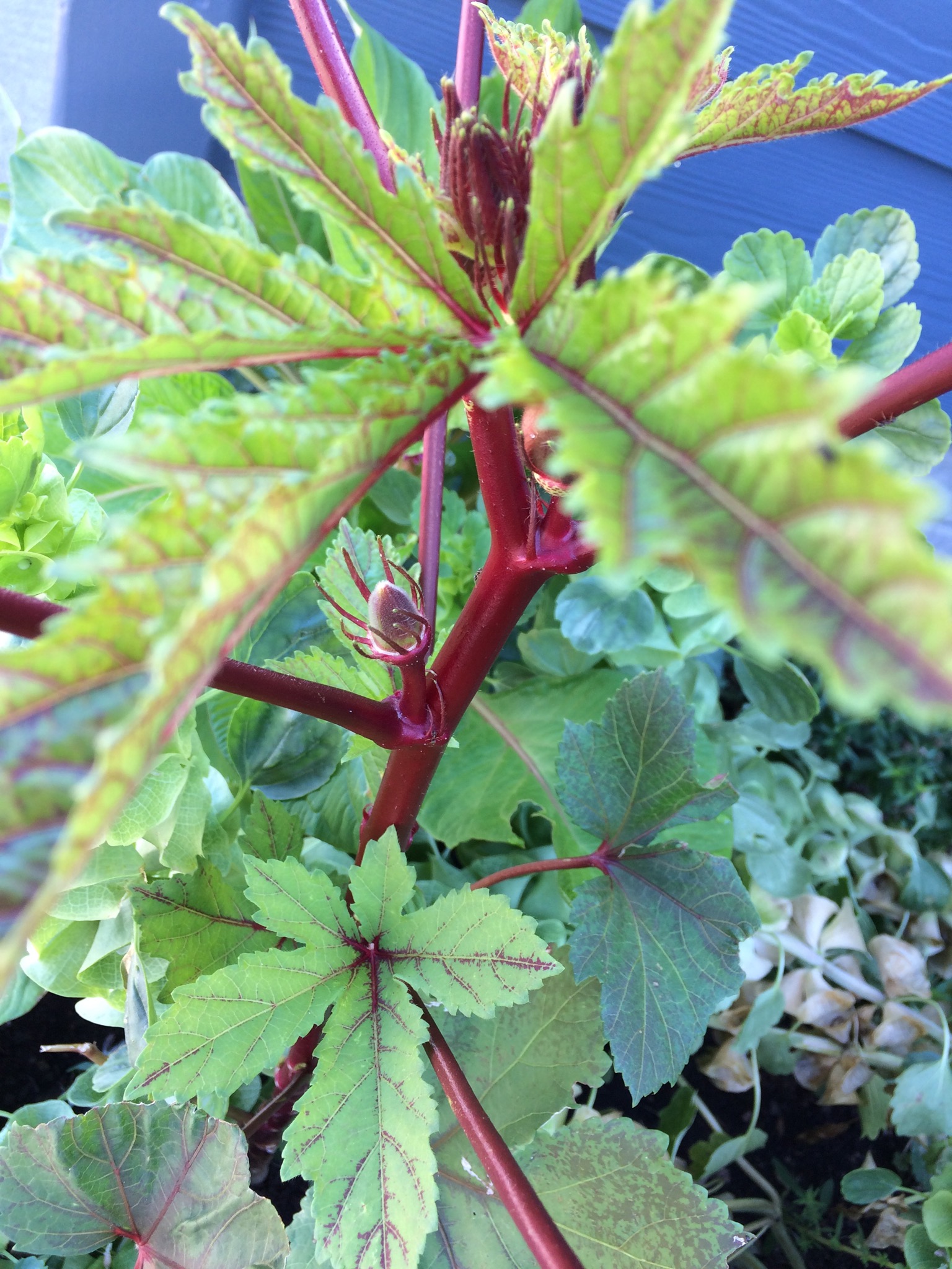 Okra Plant