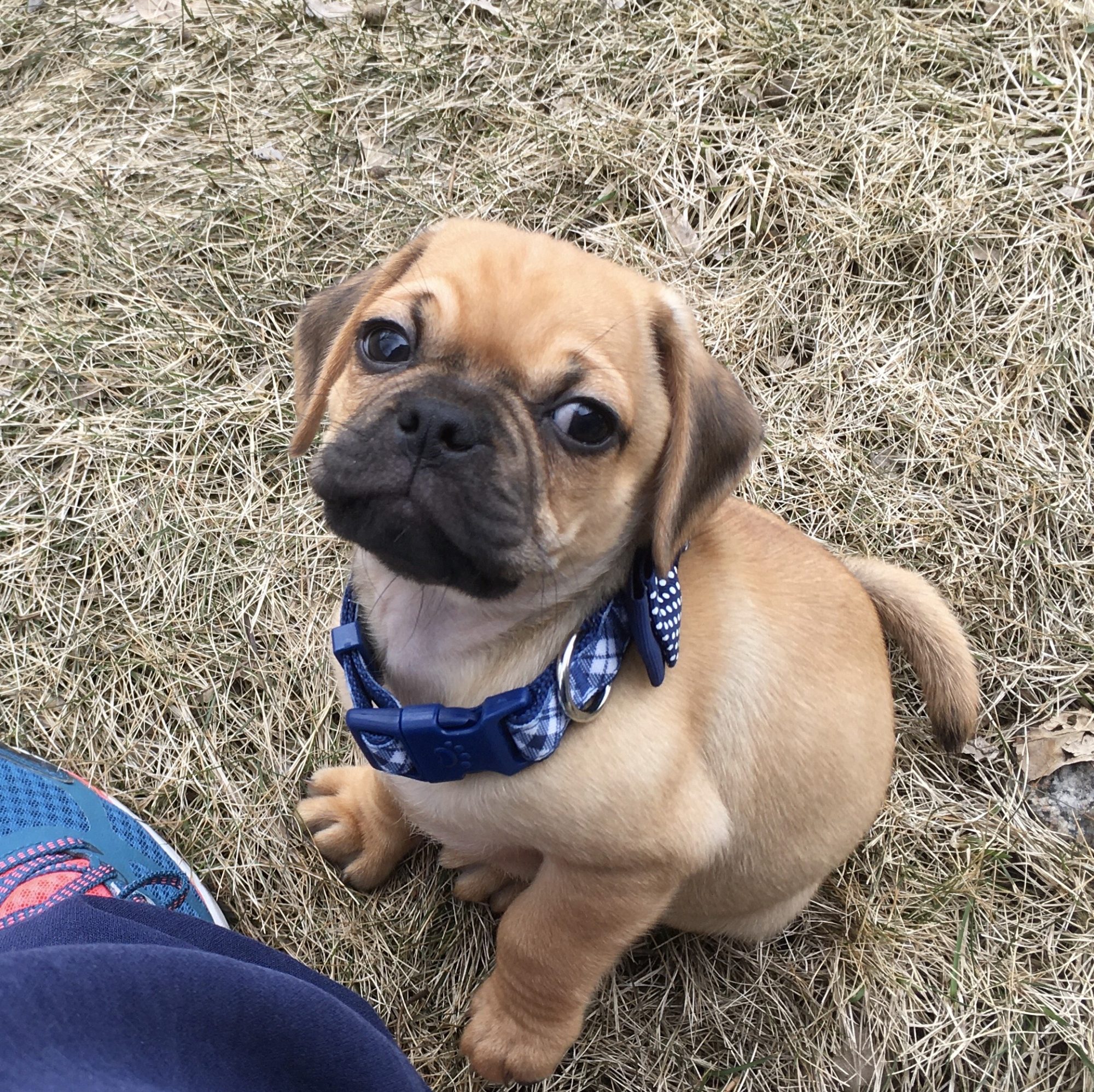 puggle puppy