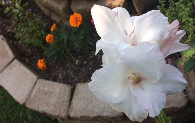 Flowers in Herb Spiral 8th CElisabeth