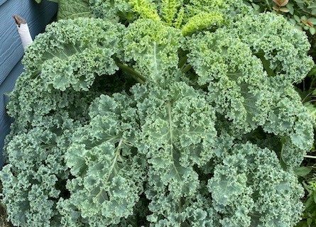 huge kale