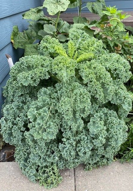 huge kale