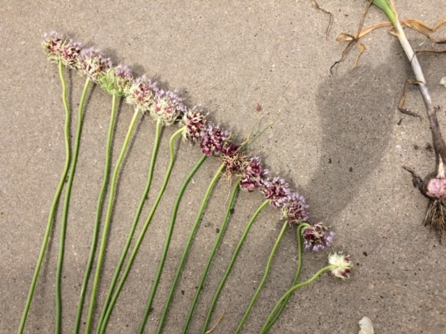 Garlic blooms bulbils