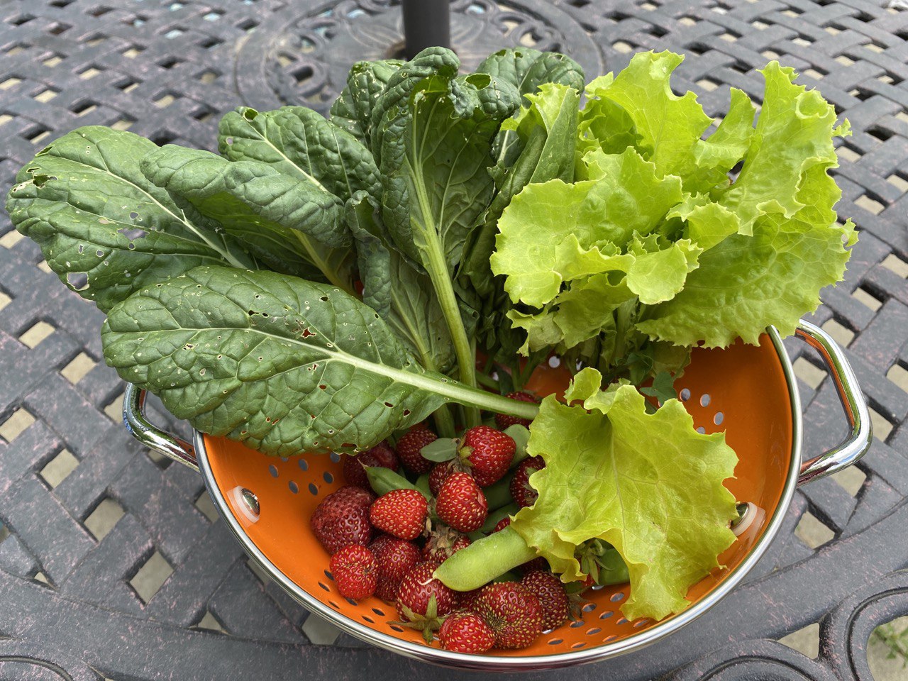 Harvest 27 June 2022 Lettuce Peas Strawberry