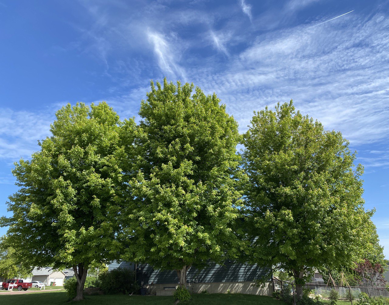 maple trees secret garden