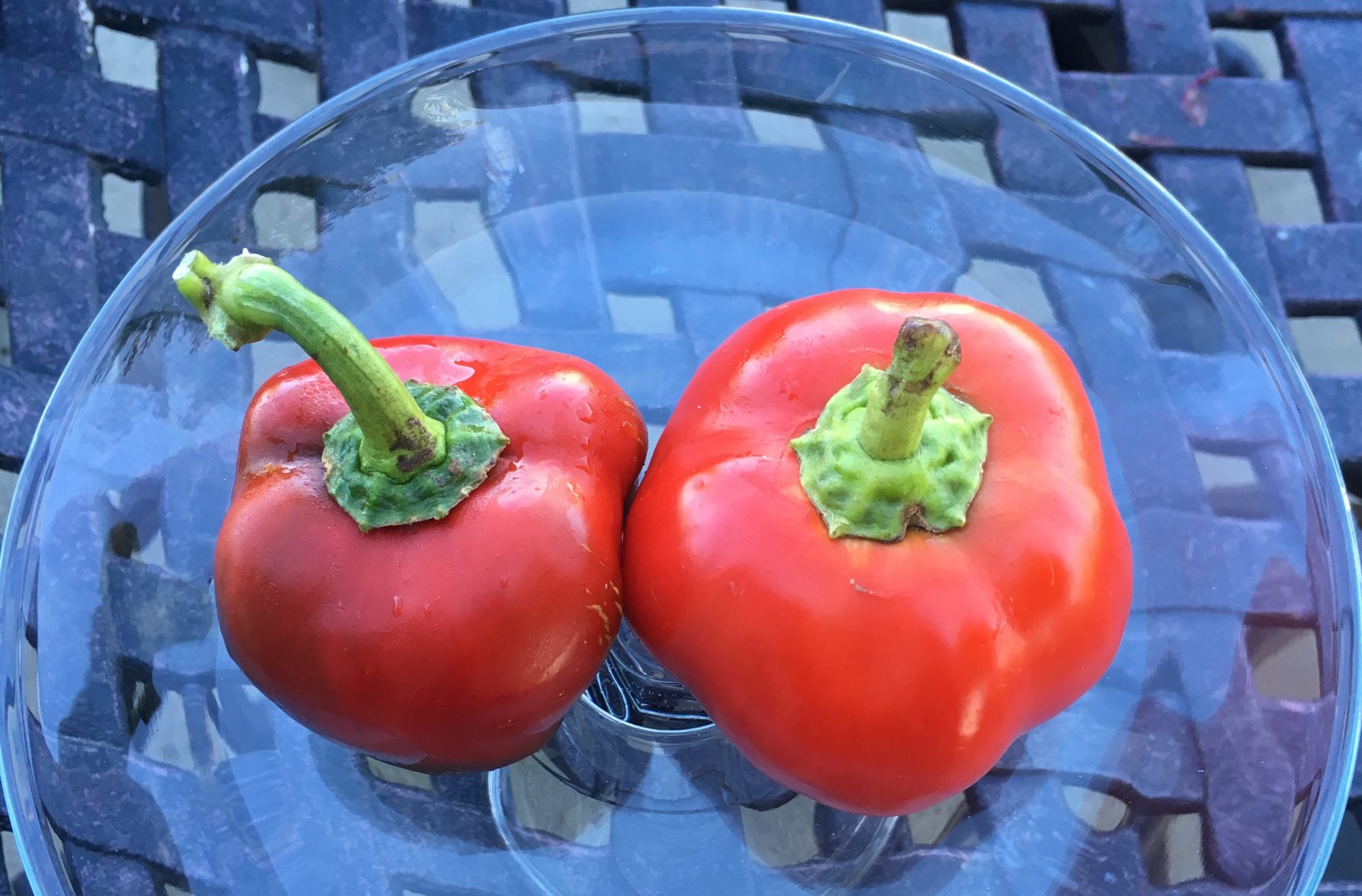 Smaller end of Season Quadrato d'Asti Rosso next to larger Gambo pepper - photo credit CElisabeth at 8th Deadly Sin ORG