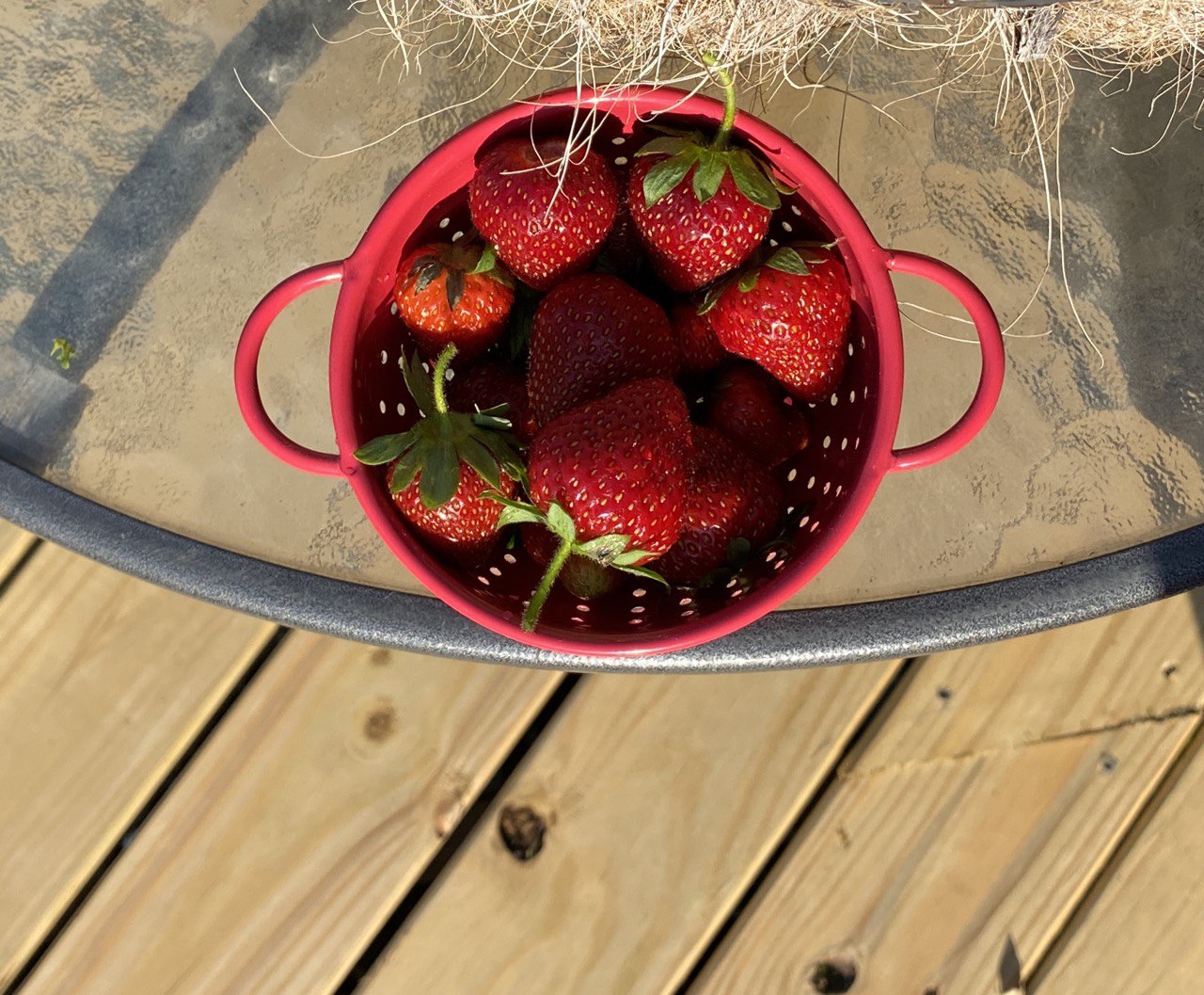 Strawberry harvest 22 - photo credit CElisabeth at 8th Deadly Sin