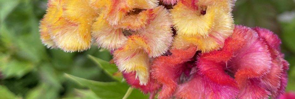 Variegated Celosia - photo credit CElisabeth at 8th Deadly Sin ORG