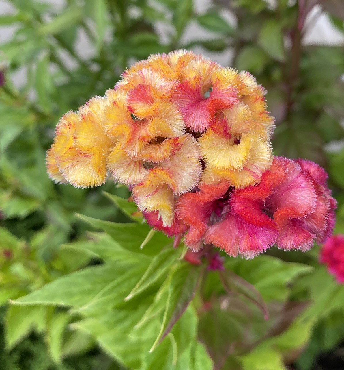 Variegated Celosia - photo credit CElisabeth at 8th Deadly Sin ORG