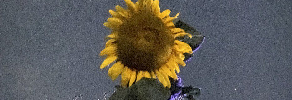 Sunflower at Night - photo credit CElisabeth at 8th Deadly Sin ORG